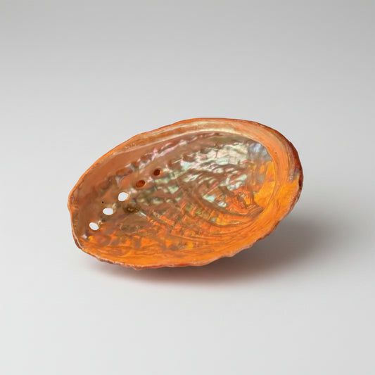 Coquille Ormeau 1
