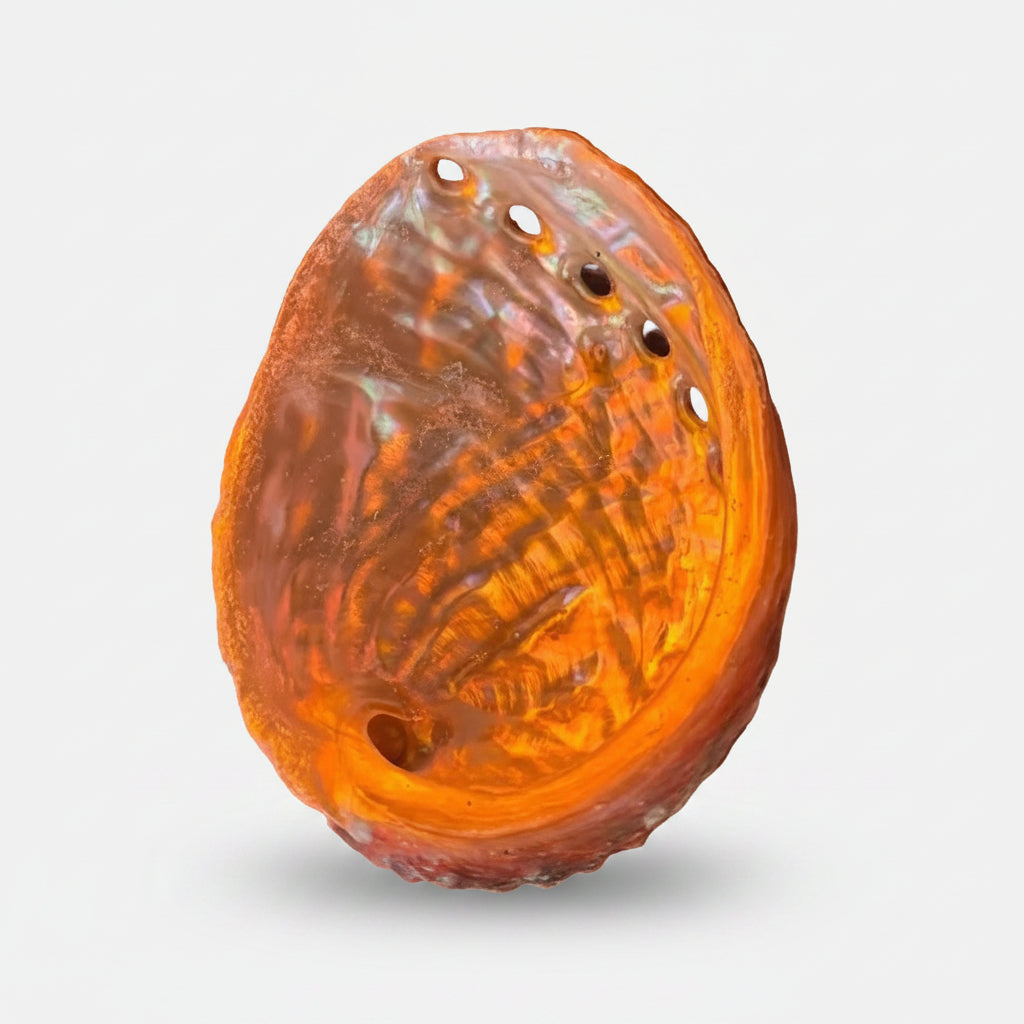Coquille Ormeau 2