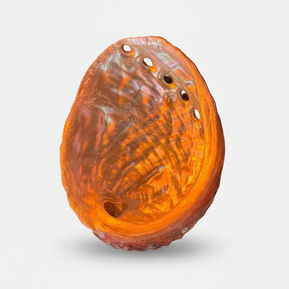 Coquille Ormeau 2