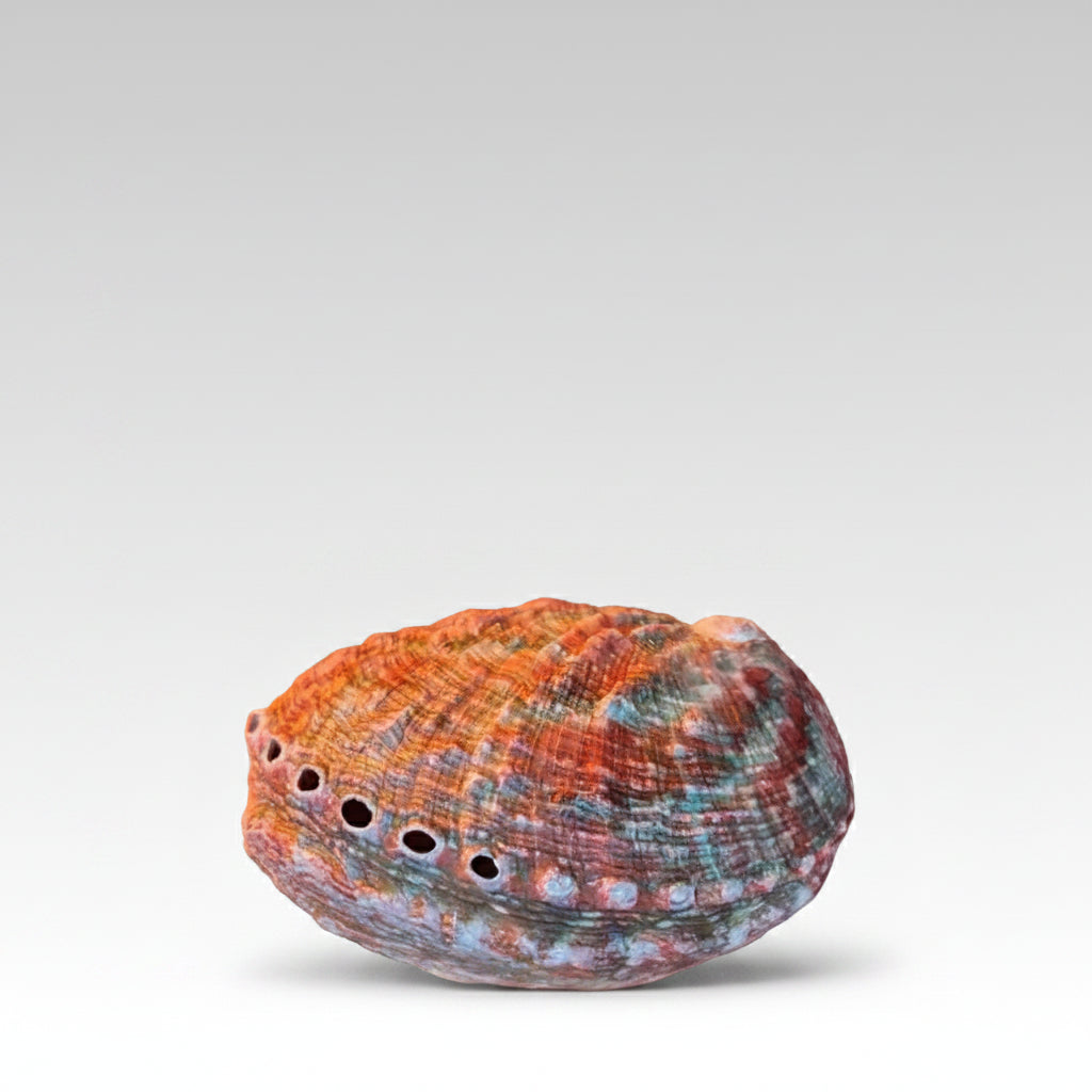 Coquille Ormeau 3